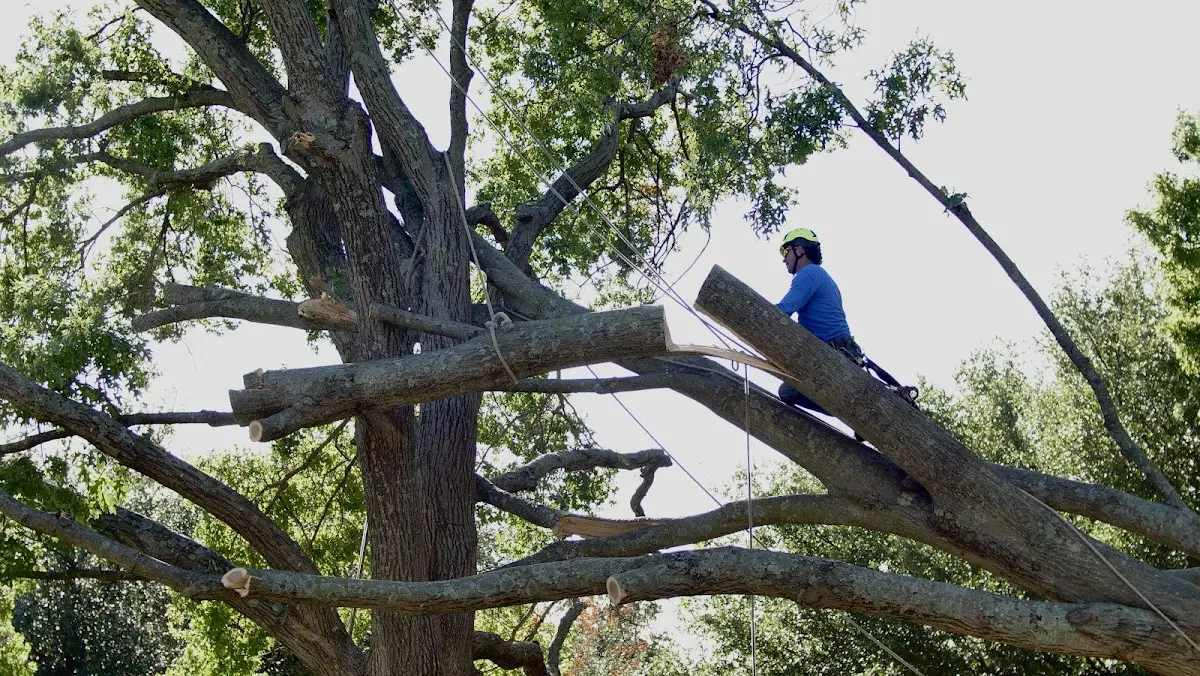 Professional Hazardous Tree Removal performed by certified arborists in Trafford